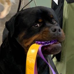 Keeper - Rottweiler
