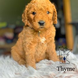 Boy 7 - Goldendoodle puppy from North Star Dog Training