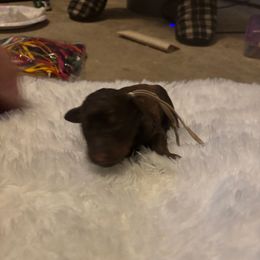 Brownie - Chocolate male Goldendoodle puppy in Arlington, Texas from Chambers Doodle Patch