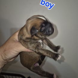 Cato - Fawn male Boxer puppy in Pine River, Wisconsin from Jenks Boxers