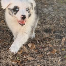 Miniature Australian Shepherd Puppies from Peace Creek Aussies