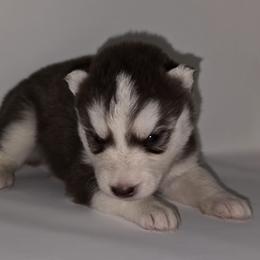 Boomer - Red and white male Siberian Husky puppy in Kansas City, Missouri from Anuun's Huskies