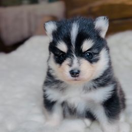 Boy 3 - Black and white male Pomsky puppy in Greencastle, Indiana from JDpomskies