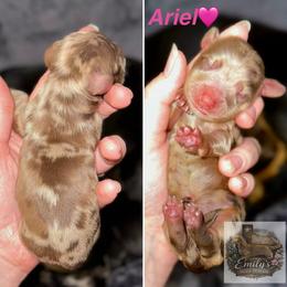 Ariel - Dapple female Dachshund puppy in Gatesville, Texas from Emily’s Doxie Domain