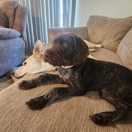 Wirehaired Pointing Griffon Puppies from Harmony Hills Griffons
