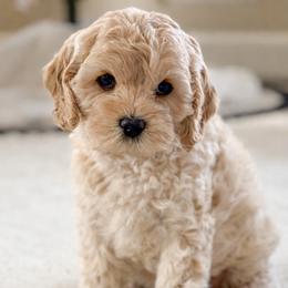 Audrey - Cream female Cockapoo puppy in Mt Bethel, Pennsylvania from Stasia’s Cutiepoos