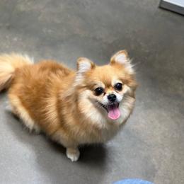 Lilli Belle - Orange sable female Pomeranian puppy in Summerville, Georgia from Pearly’s Pugs