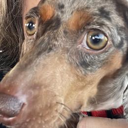Dachshunds from Lori Compoi
