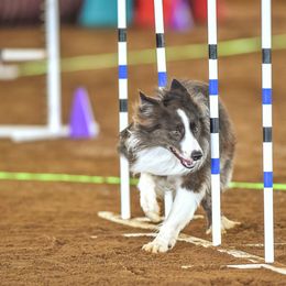 Border Collies from Triple T Stock Dogs