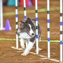 Border Collies from Triple T Stock Dogs