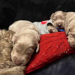 Long Haired Weimaraner Puppies from Northern Bluegrass Weimaraners