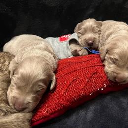 Long Haired Weimaraner Puppies from Northern Bluegrass Weimaraners