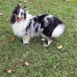 Shetland Sheepdog Puppies from Hope's Heart Shelties