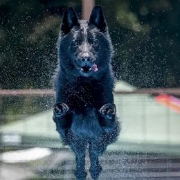 Mae - German Shepherd