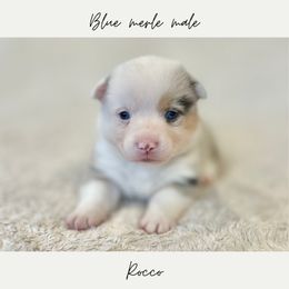 Rocco - Blue male Pembroke Welsh Corgi puppy in Onalaska, Washington from Shoestring Valley Corgis