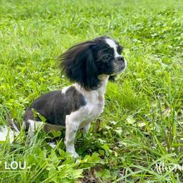 Shih Tzu Puppies from Altas Palmas Shih Tzu
