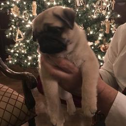 Pug Puppies from Pickwick Pugs