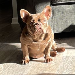 Redd - French Bulldog