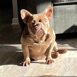 Redd - French Bulldog