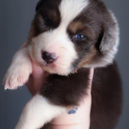 Peanut Butter - Blue merle male Australian Shepherd puppy in Georgetown, Texas from River Reign Australian Shepherds
