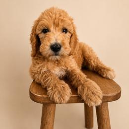 Yellow Color Girl - Apricot female Goldendoodle puppy in Loma Rica, California from BloomingPuppies