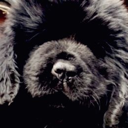 Newfoundlands from O’s Ranch Newfoundland’s