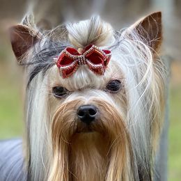 Biewer Terriers, Dachshunds, and Yorkshire Terriers from Amineh Yorkshire & Biewer Terriers, Kajundaux Miniature Dachshunds