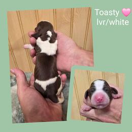 Toasty - Liver and white female English Springer Spaniel puppy in Freeland, Michigan from McNally's Springer Spaniels