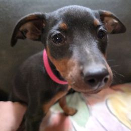 BLBKF2-Hot Pink - Fawn (isabella) and tan female Miniature Pinscher puppy in Middle Point, Ohio from Knisely's Min Pins-AKC