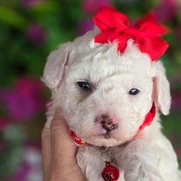 Red Girl - Parti female Goldendoodle puppy in Vernon, Texas from Sugarland's Texas Goldendoodles