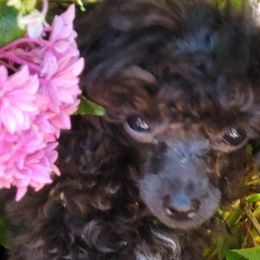 Poodles and Yorkshire Terriers from Shelia's Pups