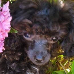 Poodles and Yorkshire Terriers from Shelia's Pups