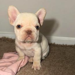 Mojo - Cream male French Bulldog puppy in Bakersfield, California from HOI Frenchies