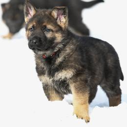 German Shepherd Puppies from Auf der Marquis German Shepherds