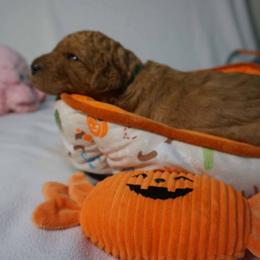 Boy 2 - Red  male Poodle puppy in Mc Henry, Illinois from Sunset Maple Poodles