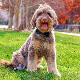 Teddy - Australian Labradoodle