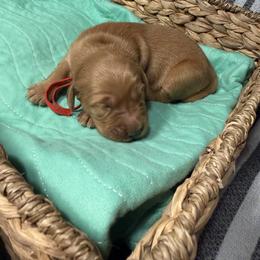 Abigail - Dark golden female Golden Retriever puppy in Sandy, Oregon from Treasured K-9s