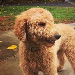 Piper - Goldendoodle