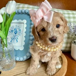 Anna Claire - female Cavapoochon puppy in Lucas, Ohio from Apricot Lane Puppy