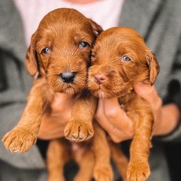 Goldendoodle Puppies from Nozomi Farms