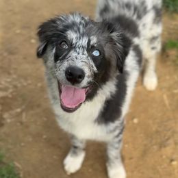 Jean - Australian Shepherd