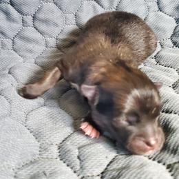 Jet - Chocolate sable male Pomeranian puppy in Bellevue, Iowa from Fluffy Wonders Poms and Doodles