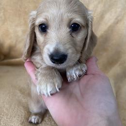 Tumnus - Cream male Dachshund puppy in Ballinger, Texas from Missy’s Mini Dachshunds