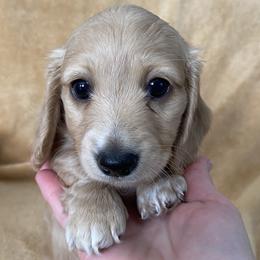Tumnus - Cream male Dachshund puppy in Ballinger, Texas from Missy’s Mini Dachshunds