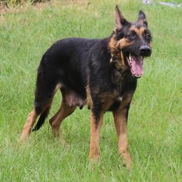 Lily DDR East German - German Shepherd