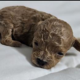 JOY - Red  female Poodle puppy in Lucedale, Mississippi from Simply Poodle