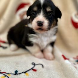 Yellow Collar Girl Noel - Black and tan female Pembroke Welsh Corgi puppy in Paris, Kentucky from Flat Run Corgis
