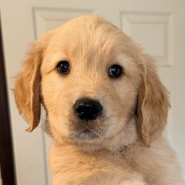 Clove (Blue Collar) - Golden male Golden Retriever puppy in Jefferson, Iowa from New Beginnings Acres
