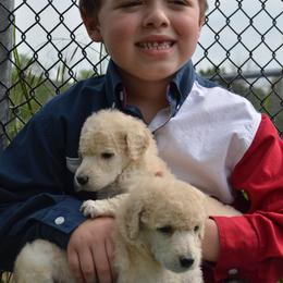 Poodle Puppies from D and D Standard Poodles