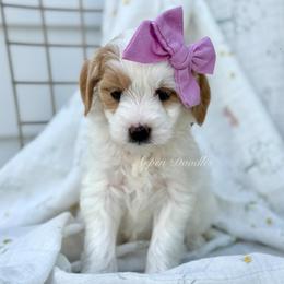 Lily (Purple collar) - Parti female Goldendoodle puppy in Salem, Utah from Aspen Doodles